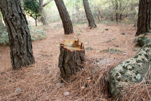 How Our Tree Care Process Works  in  Brookhaven, PA